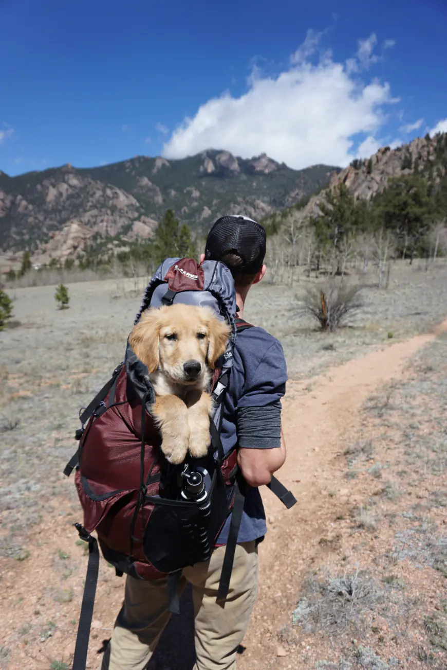 Our furry friends and faithful companions